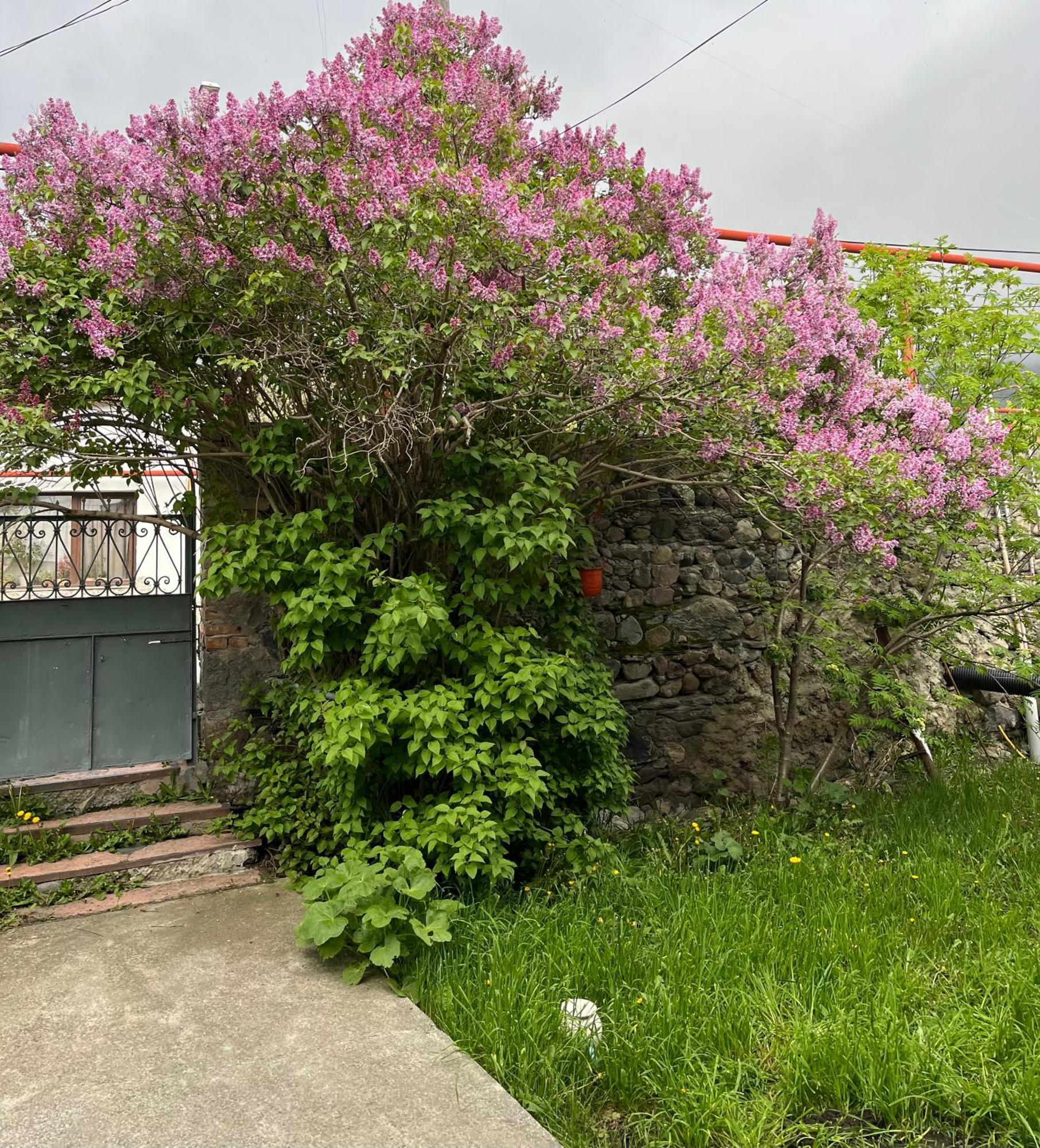 Soso Burduli'S Guesthouse Kazbegi Eksteriør bilde
